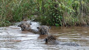 Image for Jaguar cubs swimming