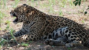 Image for Jaguars fight