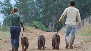 Image for Behind the scenes Jaguars Born Free: Natural World Special