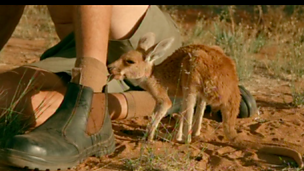 Image for The Kangaroo Song