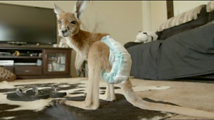 Image for Cute baby kangaroos in nappies