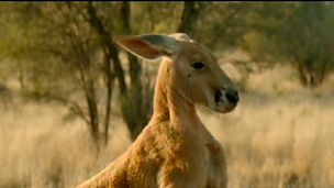 Image for Running from a kangaroo