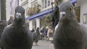 Image for Pigeon success story