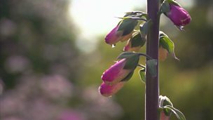 Image for Foxgloves from seed