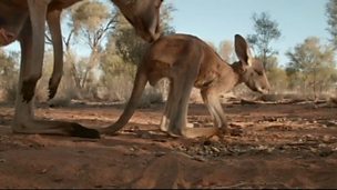 Image for Kangaroo hot-laps