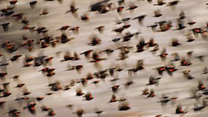 Image for Nishimura: Bird Heterophony