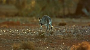 Image for Kangaroo hop