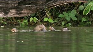 Image for Cute otter cubs learn to swim