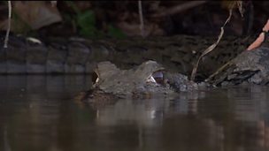 Image for Giant Otter vs Caiman