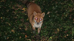 Image for Babies "are a source of food" for urban foxes