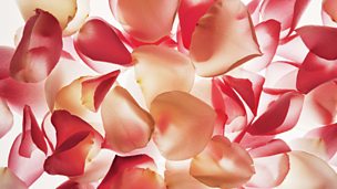 Image for The Valentines DNA Mix