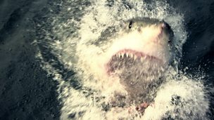 Image for Swimming with sharks