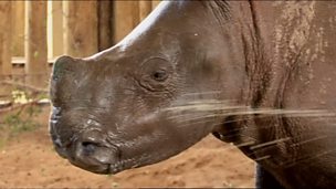 Image for Orphaned baby rhino