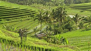 Image for Is tourism killing the real Bali?