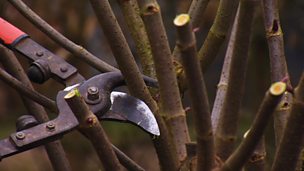 Image for Pruning shrubs for dramatic foliage