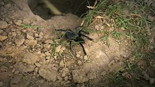 Image for Tarantula hunting