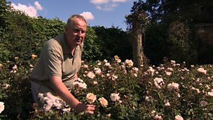 Image for Hever Castle roses