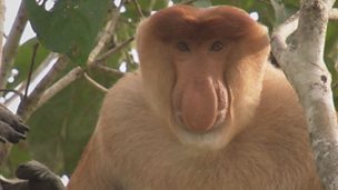 Image for Meeting the proboscis monkeys of Borneo