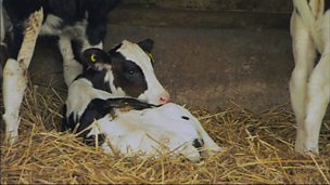 Image for William Whiskerson - How our milk gets from the farm to the shop