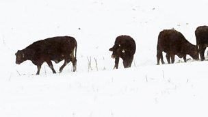 Image for "13ft high snow" blocking in farmer in County Antrim