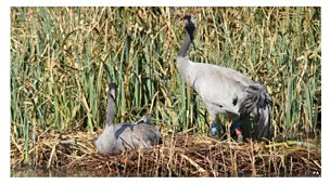 Image for Cranes nest building at Slimbridge WWT