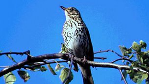 Image for The mysteries of birdsong