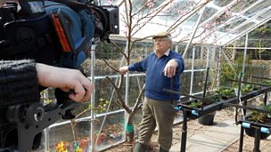 Image for Rowan seedlings, hardening off the brassicas and propagating ferns