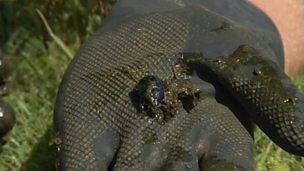 Image for The work of dung beetles