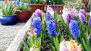 Image for Carole takes a look at the range of hyacinths she's been trying out