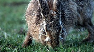 Image for Hares romp on the fields of Tiree