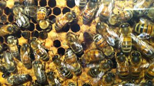 Image for Ben and the bees