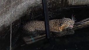 Image for Leopard Rescue