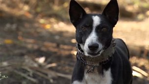 Image for Spikey Dog Collar