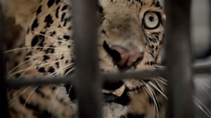 Image for Moving Dangerous Leopards