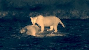 Image for Leopard at Night