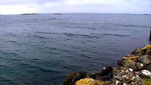 Image for Pilot whales in trouble