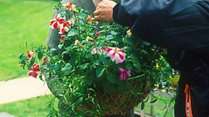 Image for MacAulay and Co: Gardening Tips - Hanging Baskets