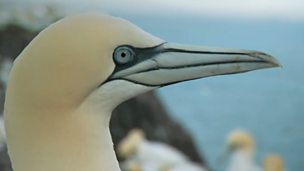 Image for Bass Rock gannets