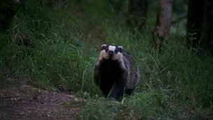 Image for 2010 Springwatch report on the randomised badger culling trial