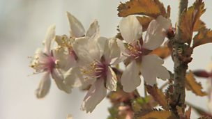 Image for A cherry blossom tree for a small garden