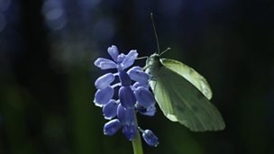 Image for Your garden the nature reserve