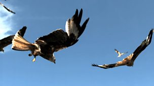 Image for Stunning super slow motion red kites
