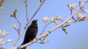 Image for Wildlife: working in our orchards