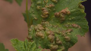 Image for Blister aphid on redcurrants