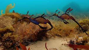 Image for Sea dragon dance