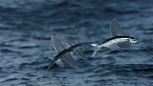 Image for First ever slow-motion footage of flying fish