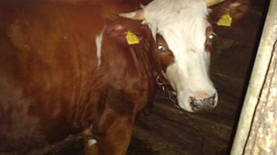 Image for Visiting the cheesemakers with an 11 cow dairy herd (with plans to upgrade to 24!)