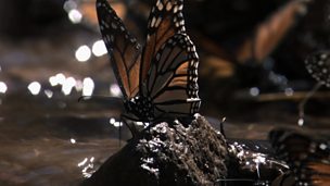 Image for Monarch butterflies (no narration)