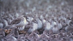 Image for Knot birds flying together in a flock (no narration)