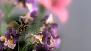 Image for Beesquitos
